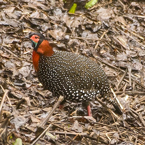 Western Tragopan